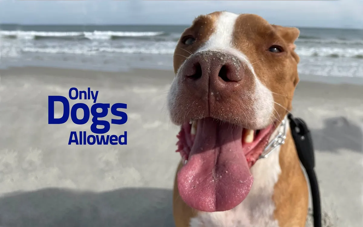 A close-up of a happy dog's face with a sandy beach and ocean in the background. The image also features playful text that reads 'Only Dogs Allowed', capturing the joy of a dog-friendly beach outing.